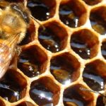 honeycomb