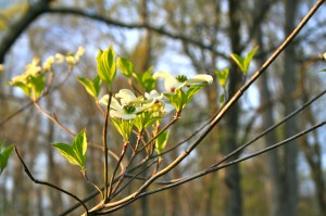 Dogwood