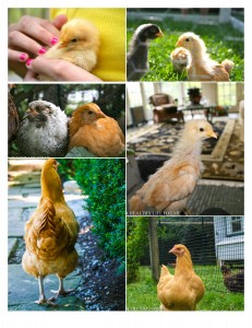 Buff Collage