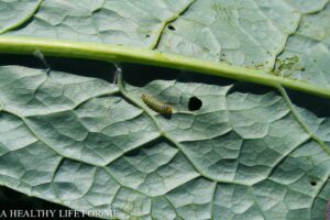 Cabbage Worms on the Kale Leaves
