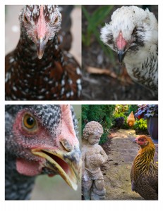 Chicken Collage 3-1