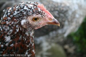 Speckled Sussex