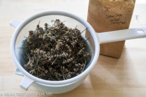 Dried Yarrow sifting for seeds