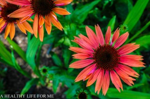 Salmon Colored Coneflower-2