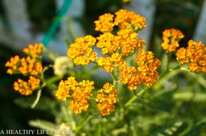 Yarrow 'Terra Cotta'