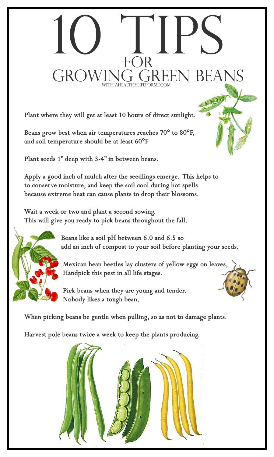 Green Beans Planting Guide