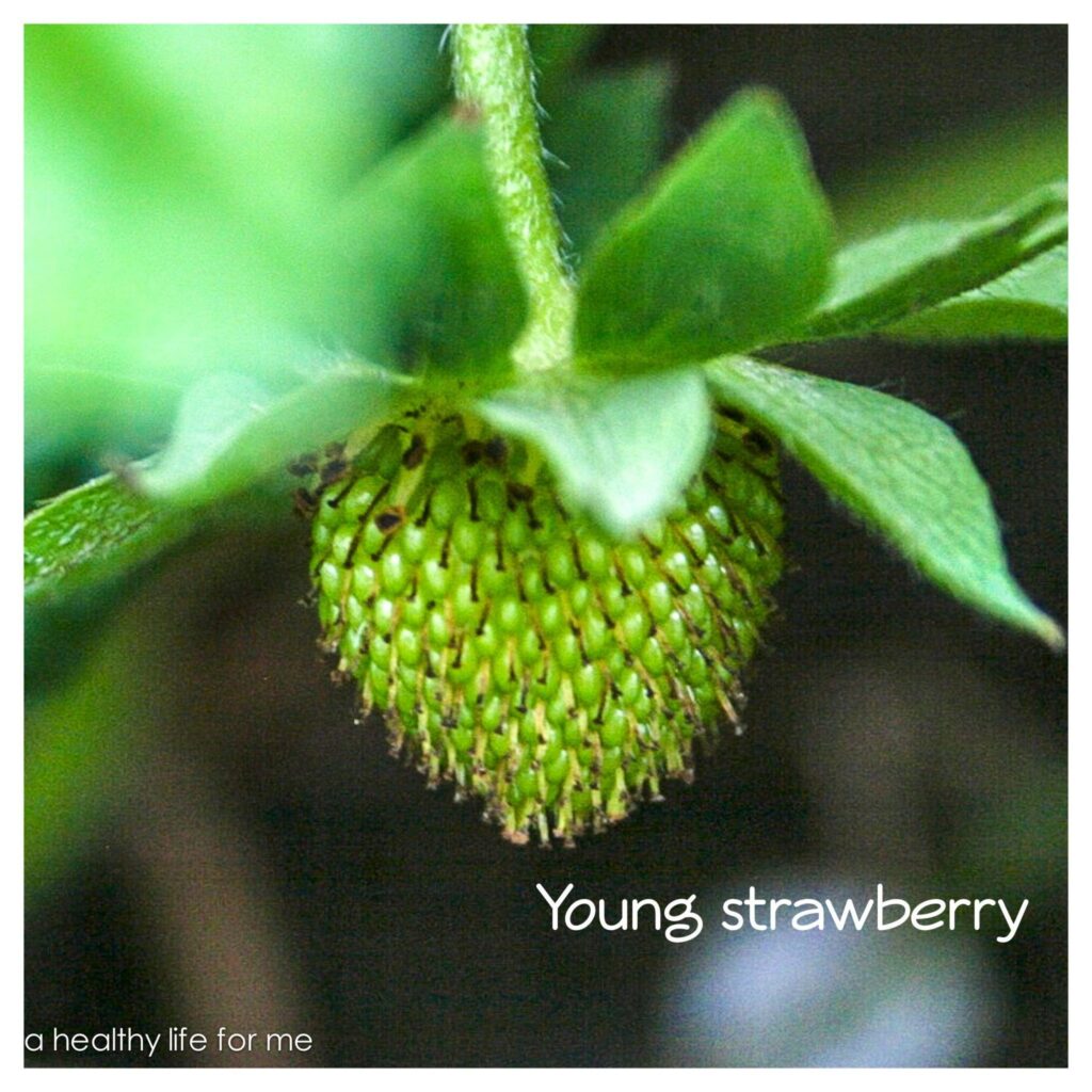 Young Strawberry Growing in Amy Stafford's Garden