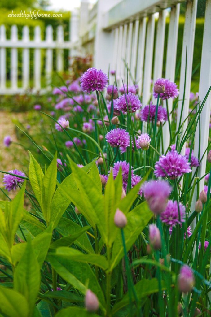 Chives Blooming in the Garden