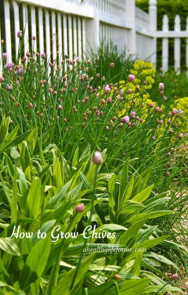 How To Grow Chives