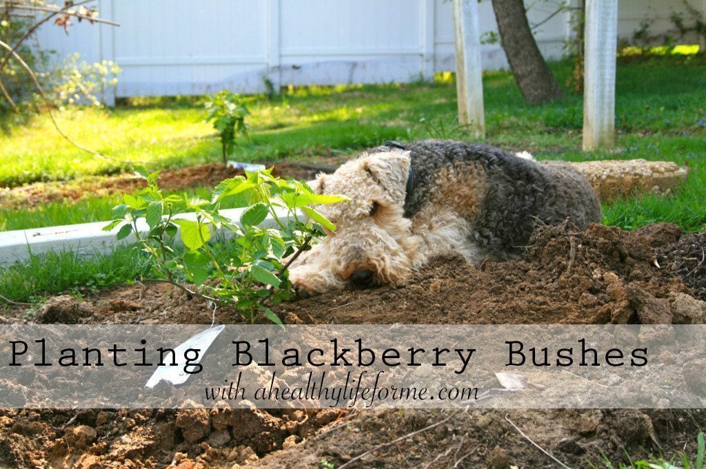 Planting Blackberry Bushes with ahealthylifeforme.com