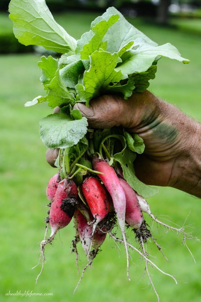 Radishes just out of the Garden | How to Grow Radishes