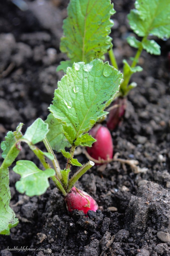 Radishes popping out of the soil | How to Grow Radishes | ahealthylifeforme.com