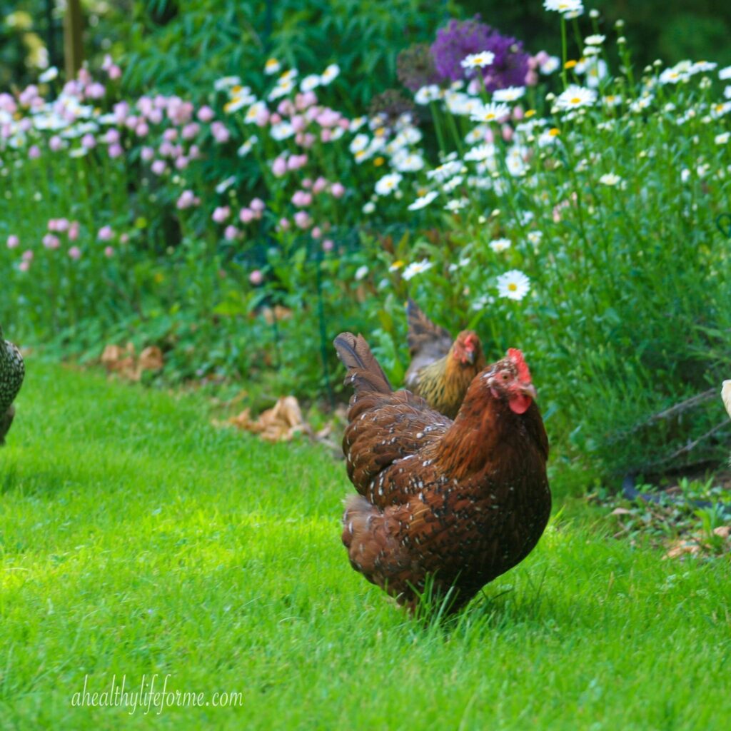 Chickens walking in front of Shasta Daisies planted with Columbine and Allium