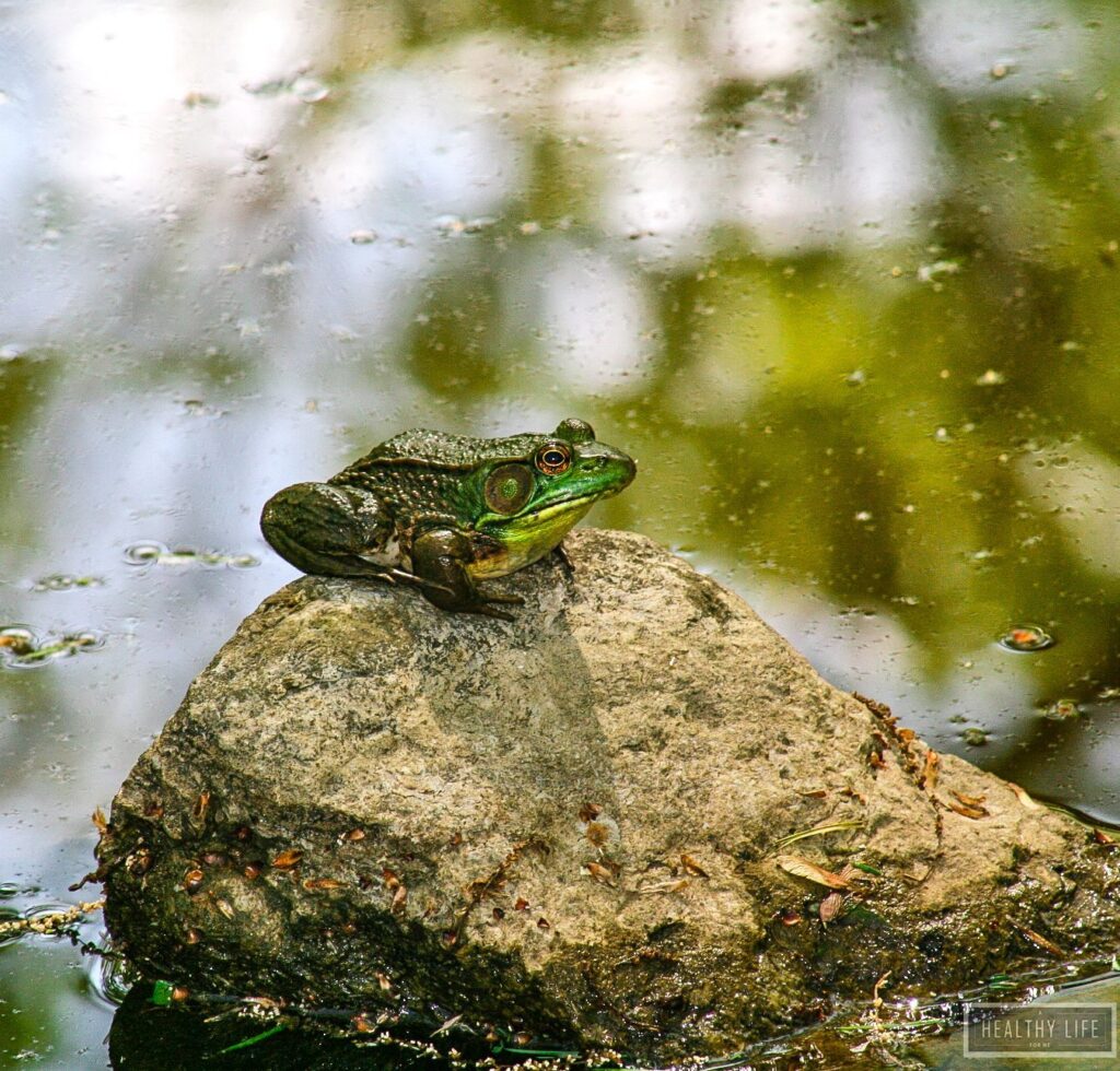 Green Frog in Pond Great for Your Garden | ahealthylifeforme.com