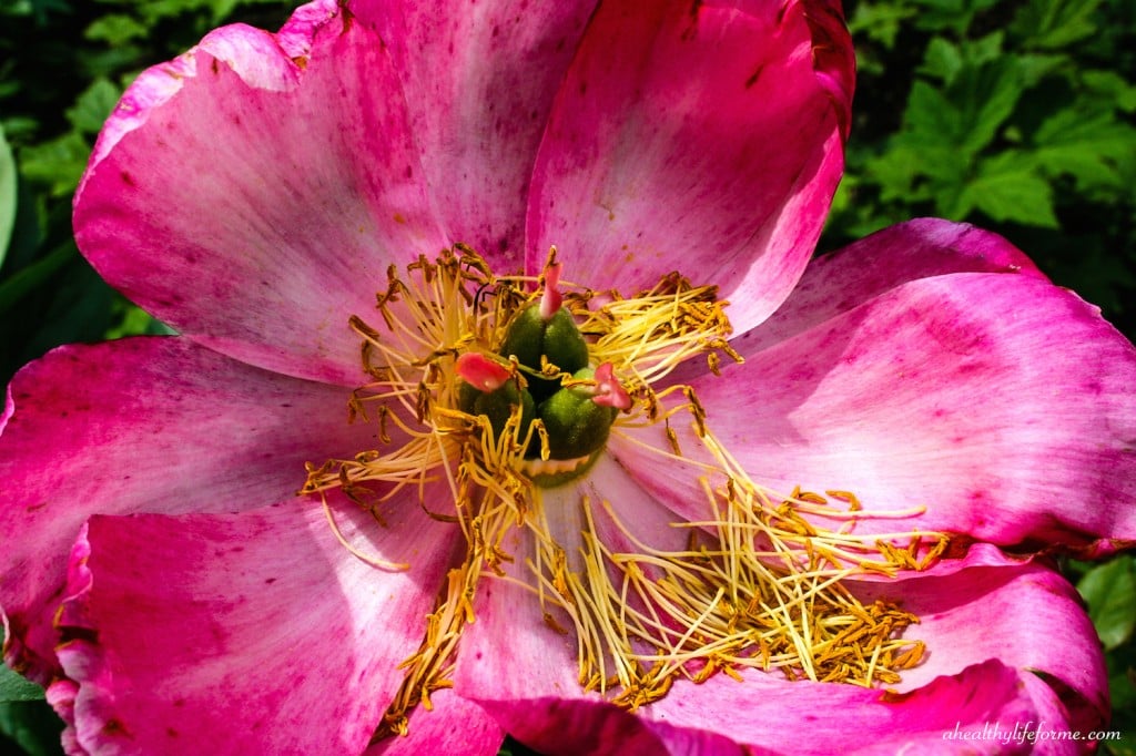 Spent Vibrant Pink Peony bloom | Peonies; A Love Affair | aheahtlylifeforme.com