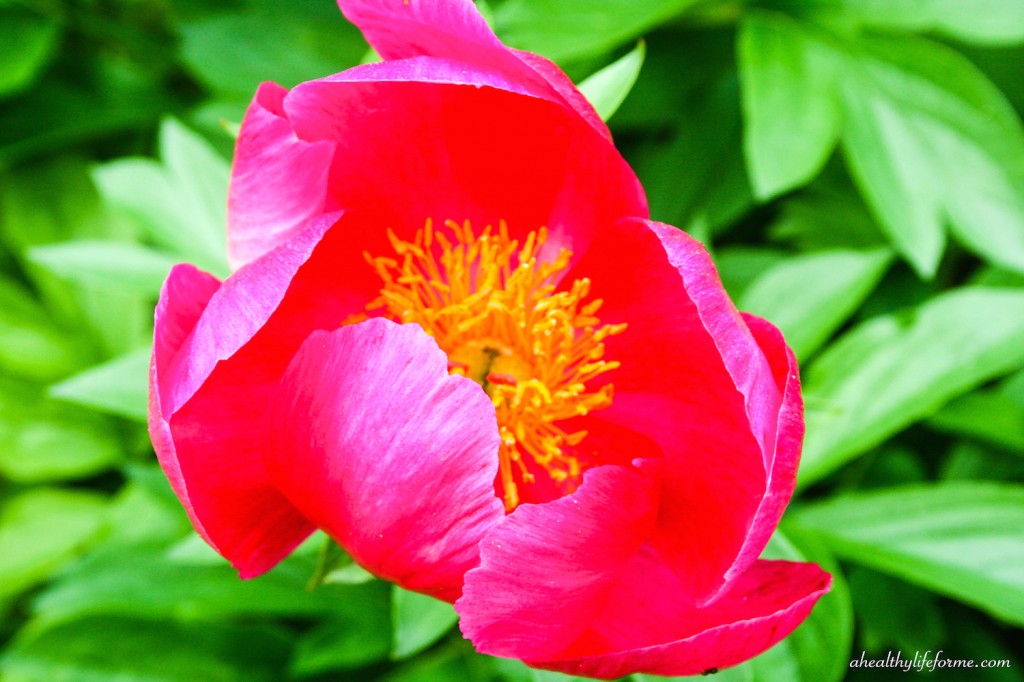Vibrant Pink Peony Bloom | Peonies; A Love Affair | aheahtlylifeforme.com