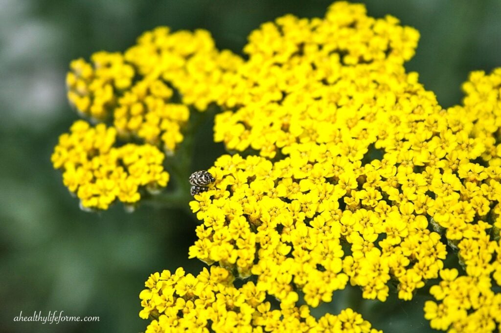 Yarrow | How to Grow and Care for Yarrow | ahealthylifeforme.com