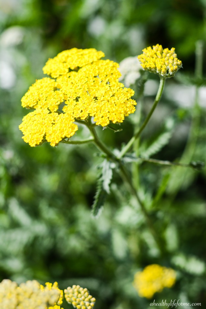 How to Grow and Care for Yarrow | ahealthylifeforme.com