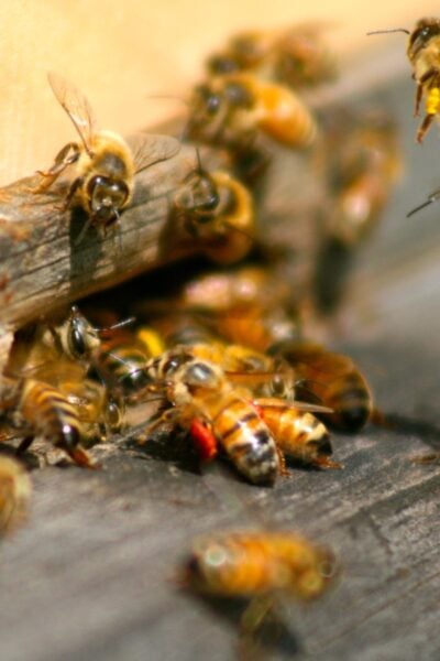 Why I Keep Honey Bees