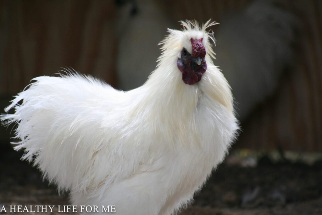 Why Do Roosters Crow? | A Healthy Life For Me