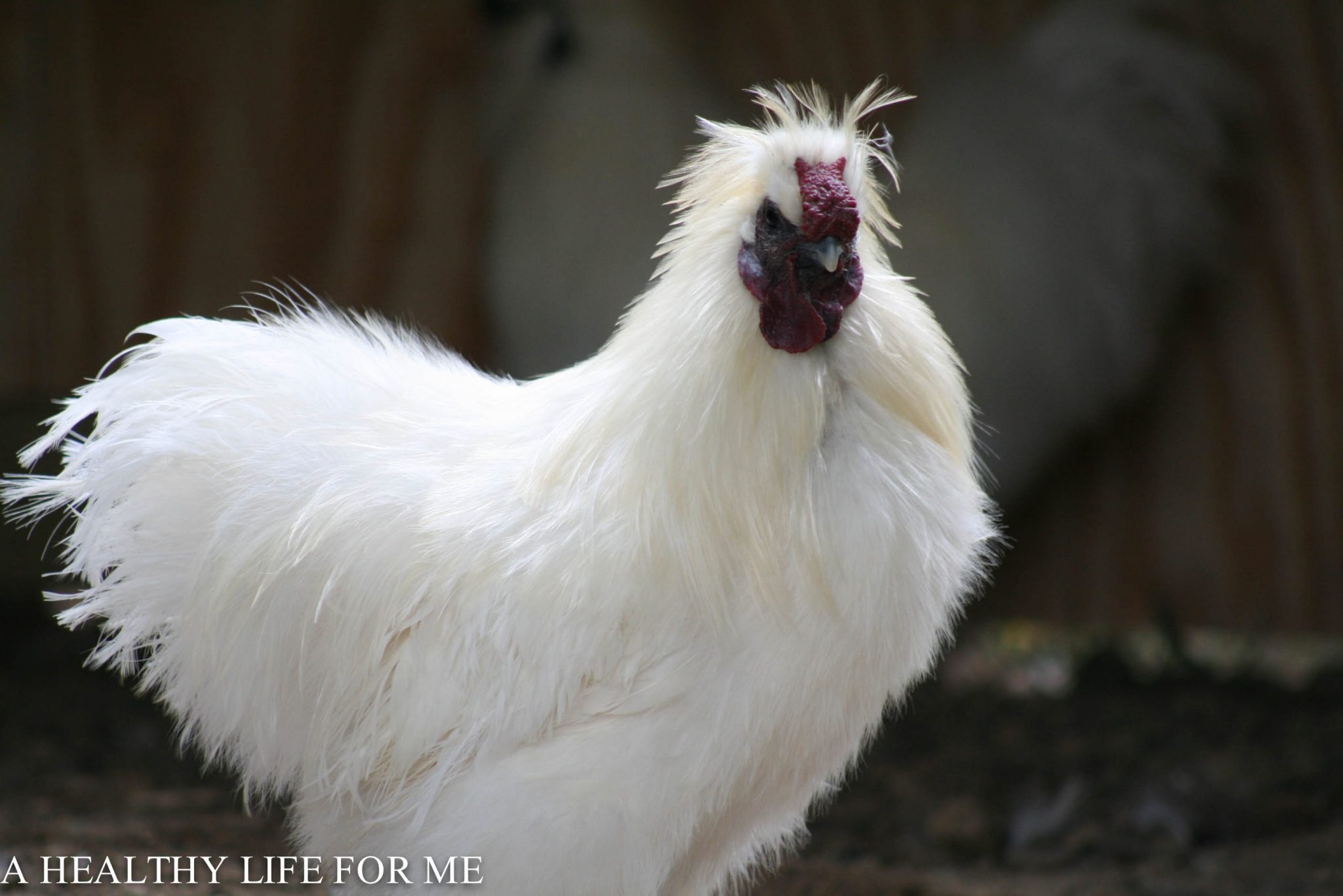A fluffy white rooster