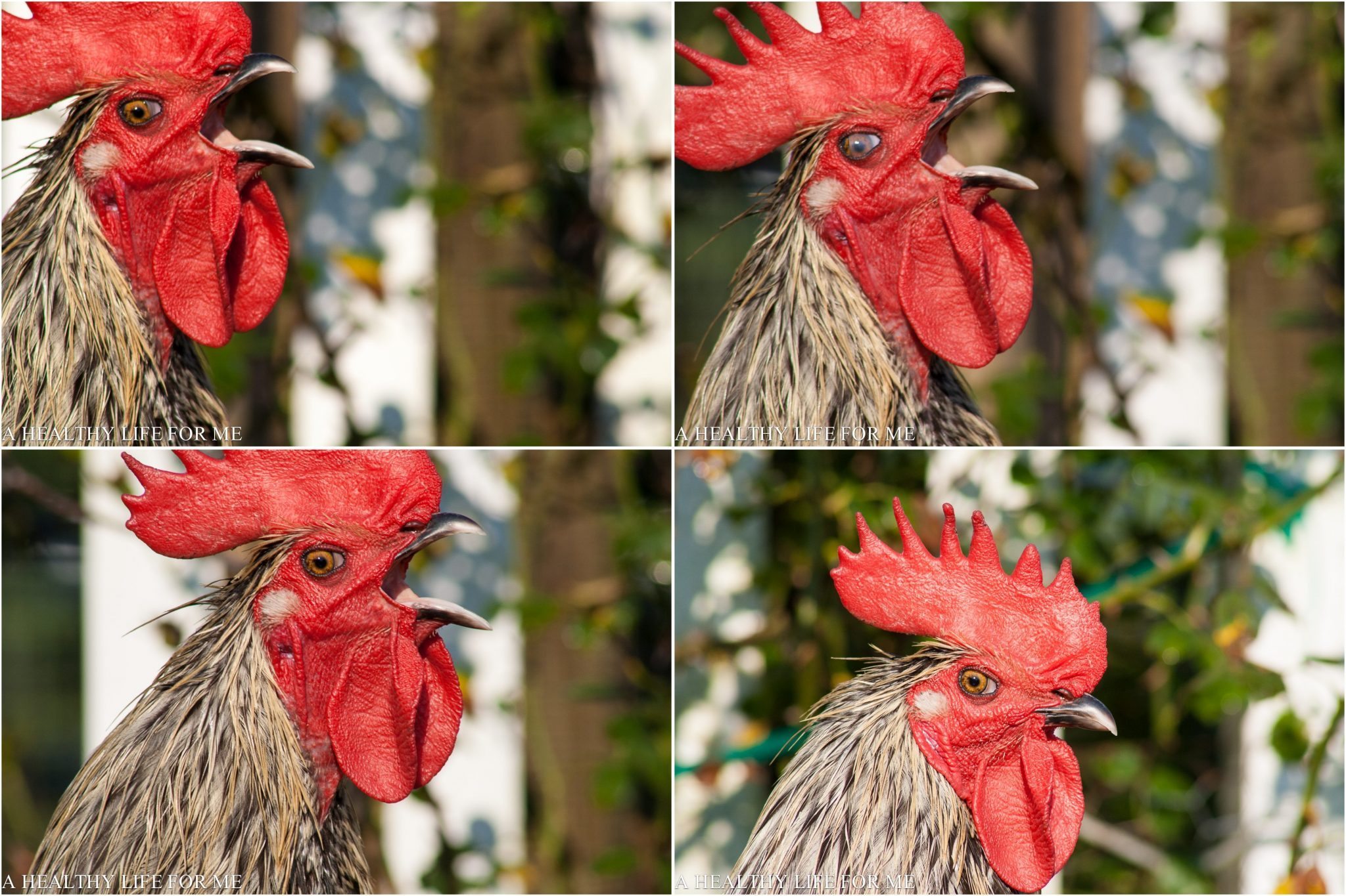 Four pictures of a rooster crowing, with one picture feating a transparent eyelid blinking