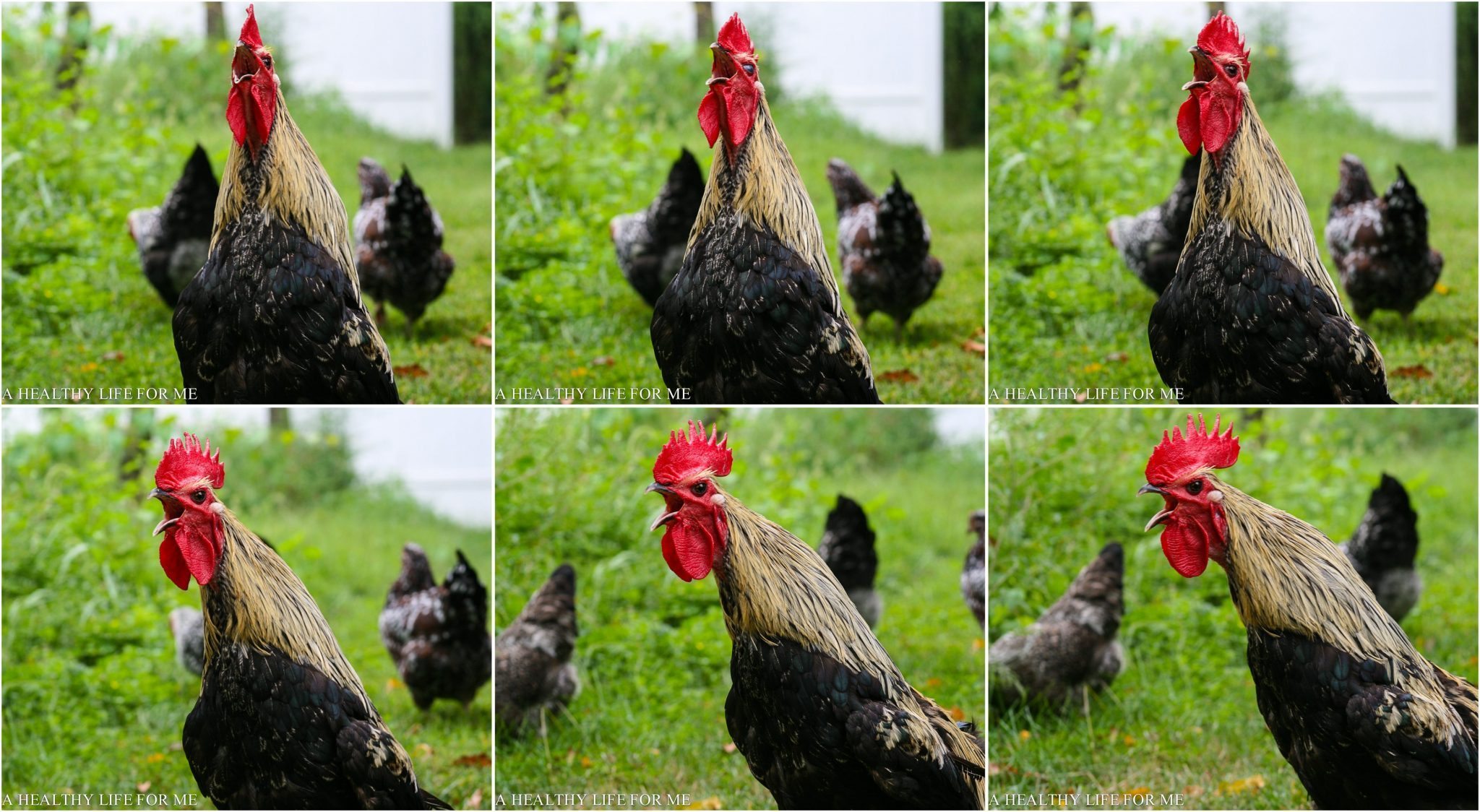 Six pictures of a black and gold rooster crowing