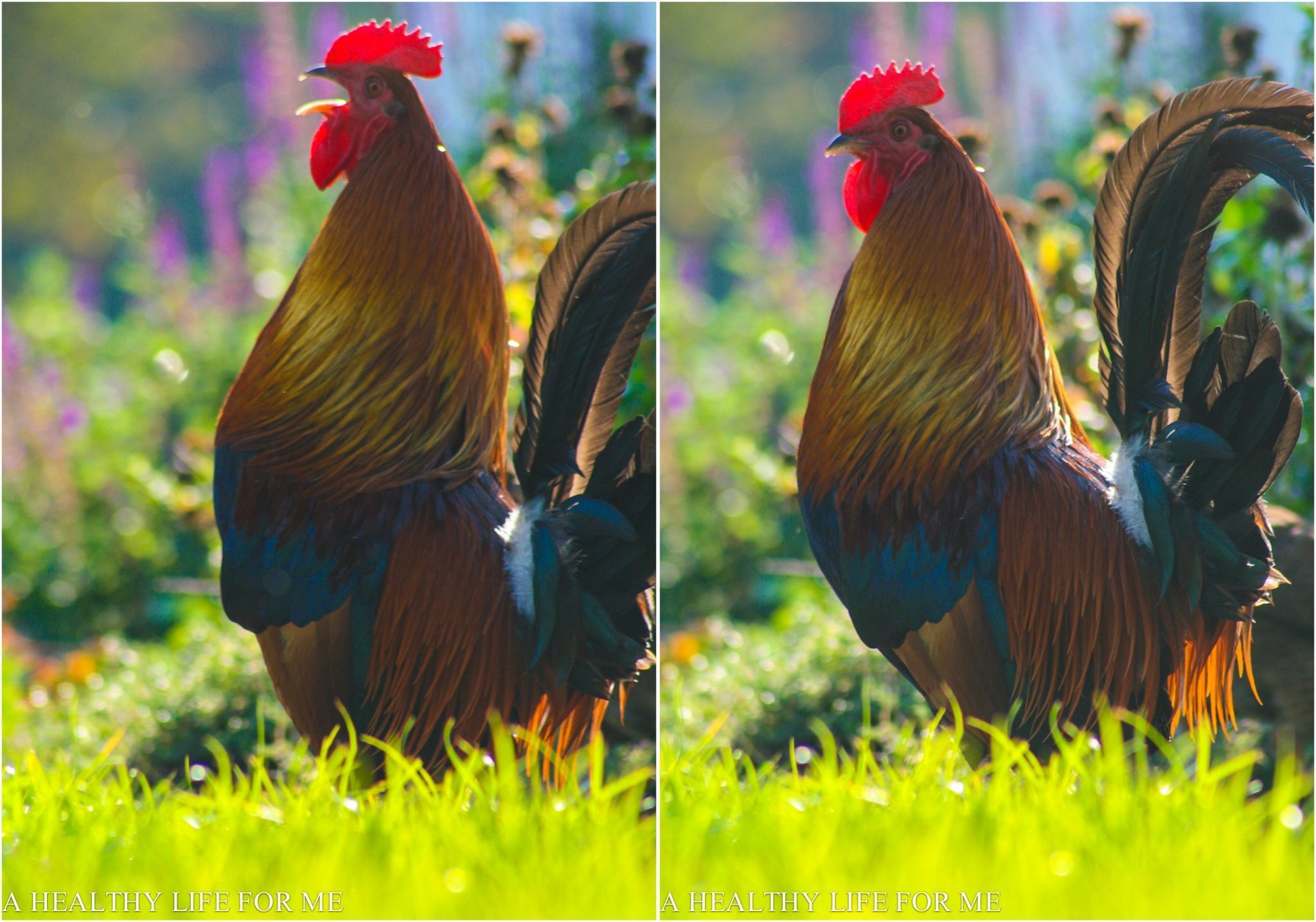 Two pictures of a rooster crowing in the grass