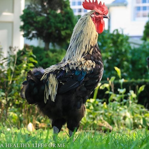 Sounds and Actions of a Rooster » A Healthy Life For Me