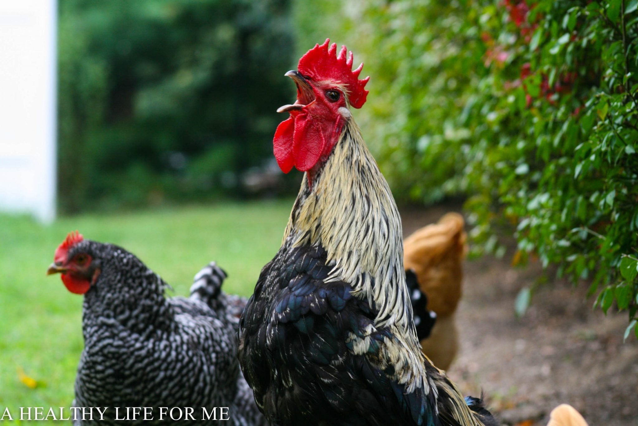 Sounds and Actions of a Rooster - A Healthy Life For Me