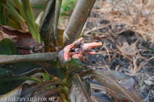 Canna Lily Winter Care A Healthy Life For Me