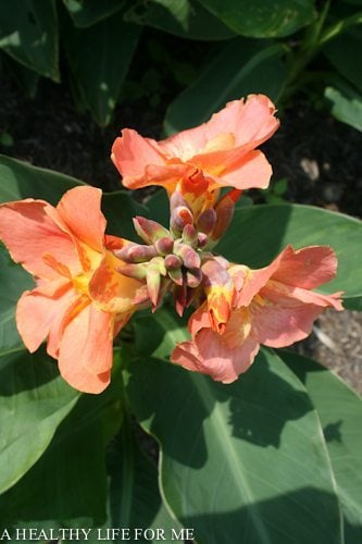 How to Lift and Store Canna Lilies for Winter