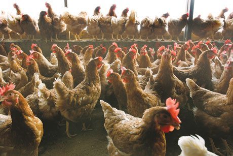 Cage Free Hens at Factory