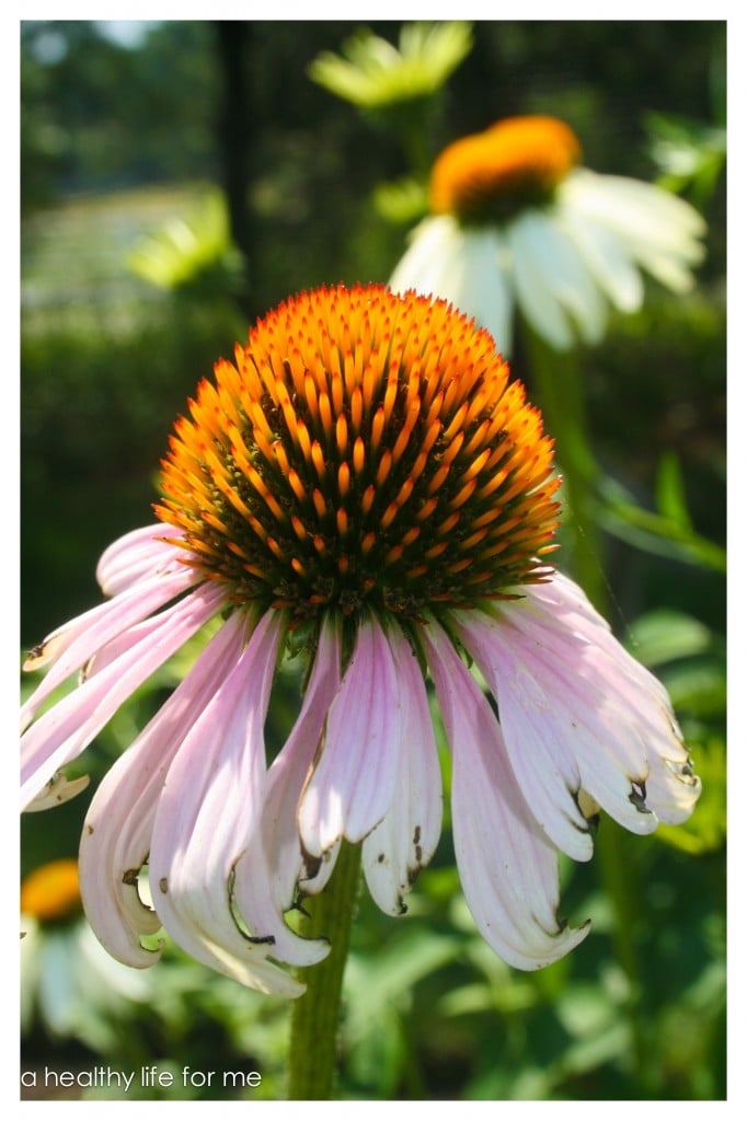 Coneflower Echinacea