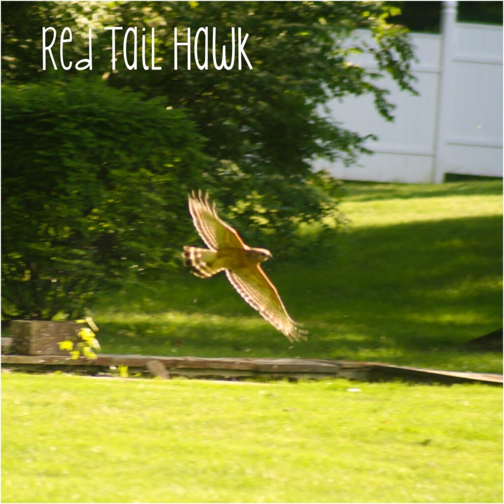 Red Tail Hawk | June Gardening; dealing with cabbageworms and flea beetles | ahealthylifeforme.com
