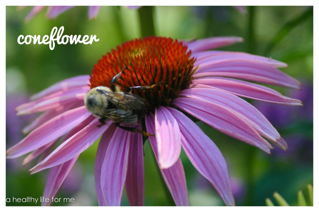 Coneflower Echinacea