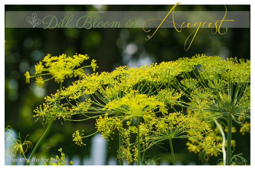 Dill Flower head in August How To Grow and Harvest