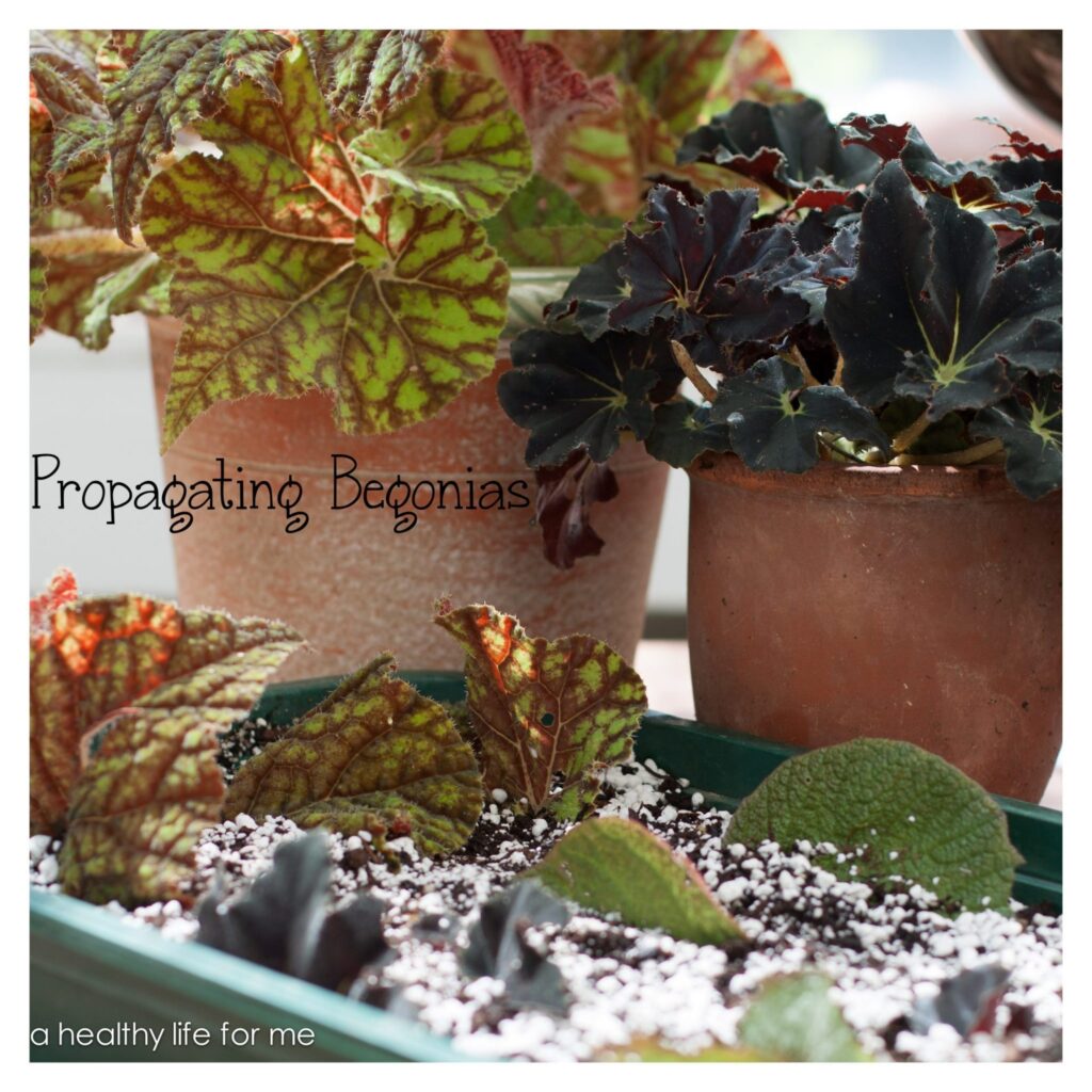 Propagating Begonias