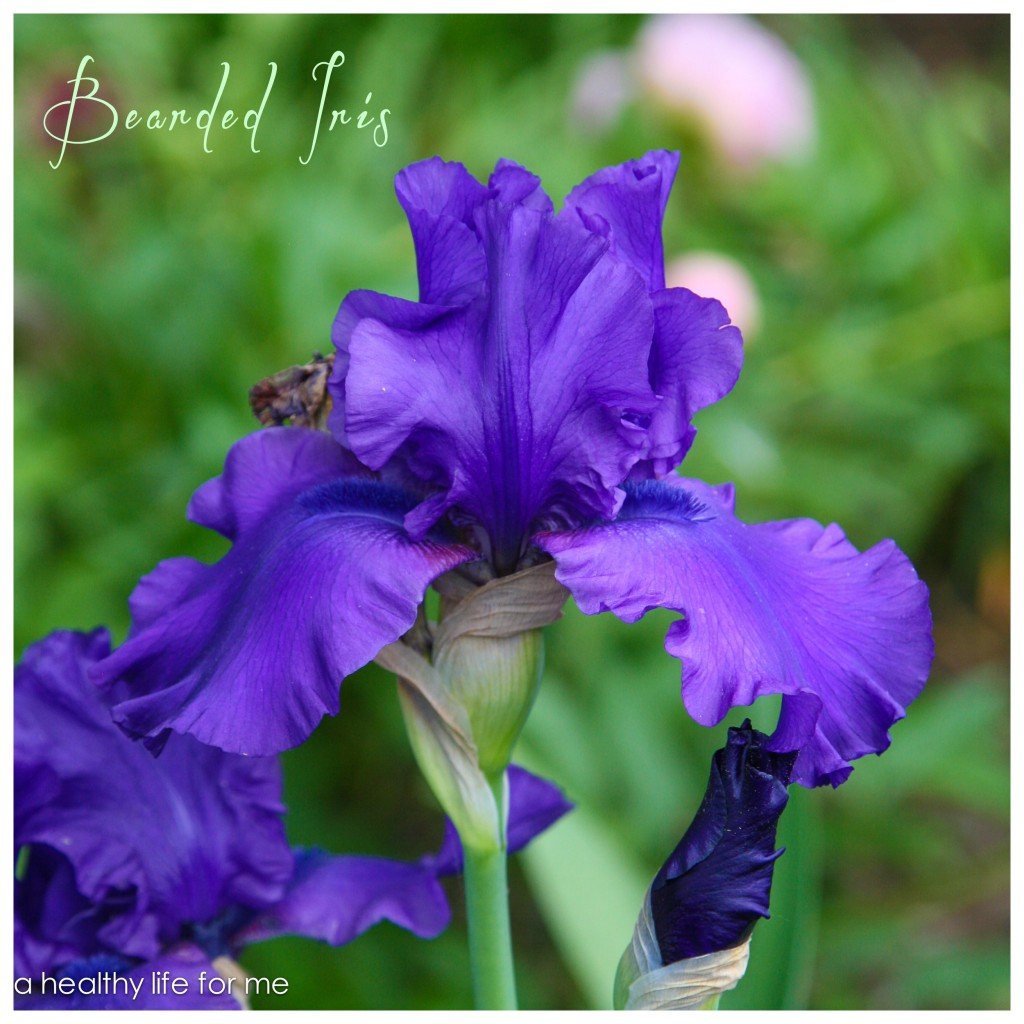 Tall Bearded Iris