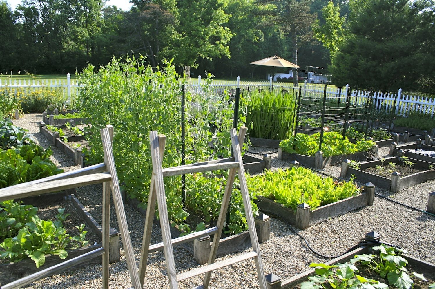 How to Plan a Vegetable Garden: Design Your Best Garden Layout 