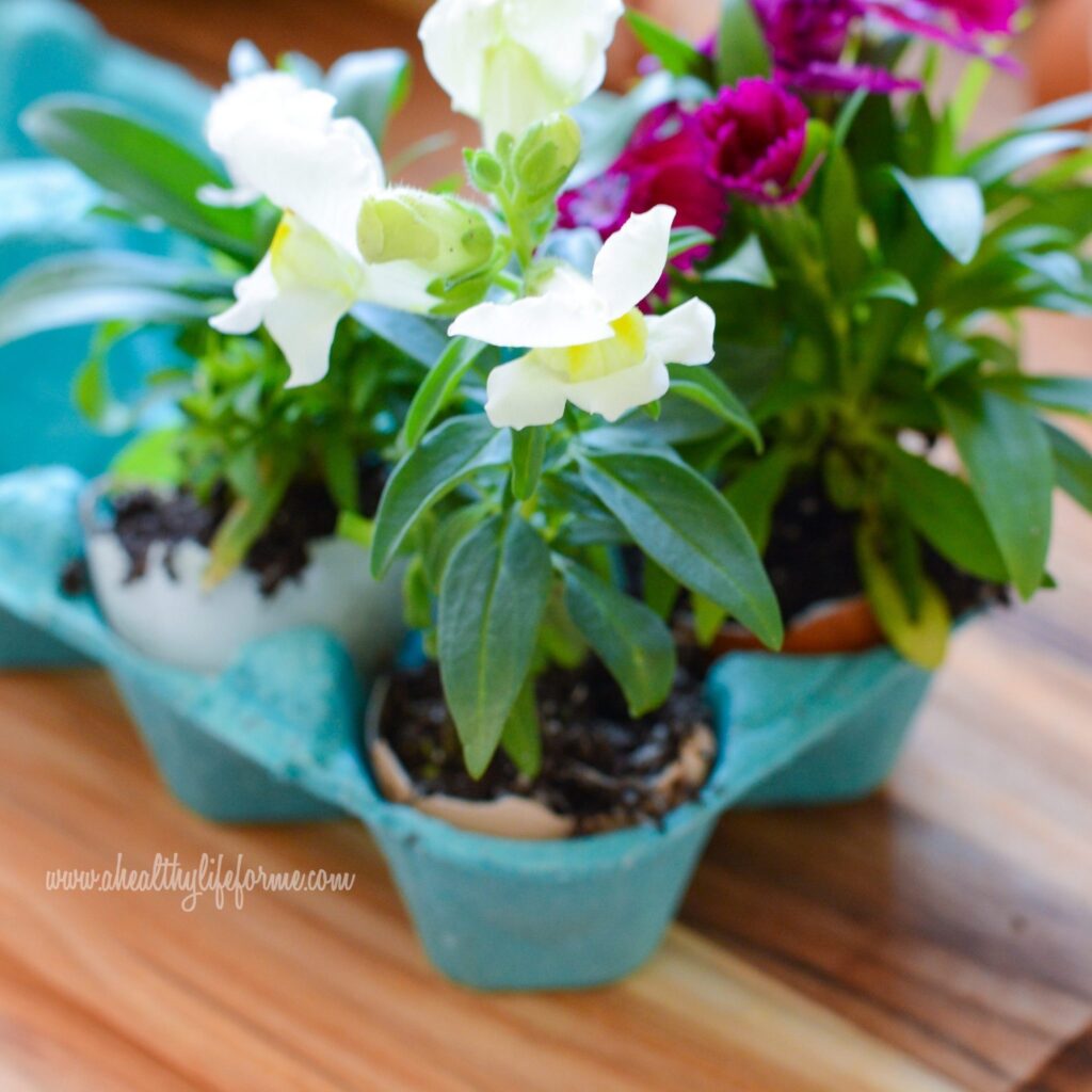 Annuals used in DIY Eggshell Planters #EarthDayProjects