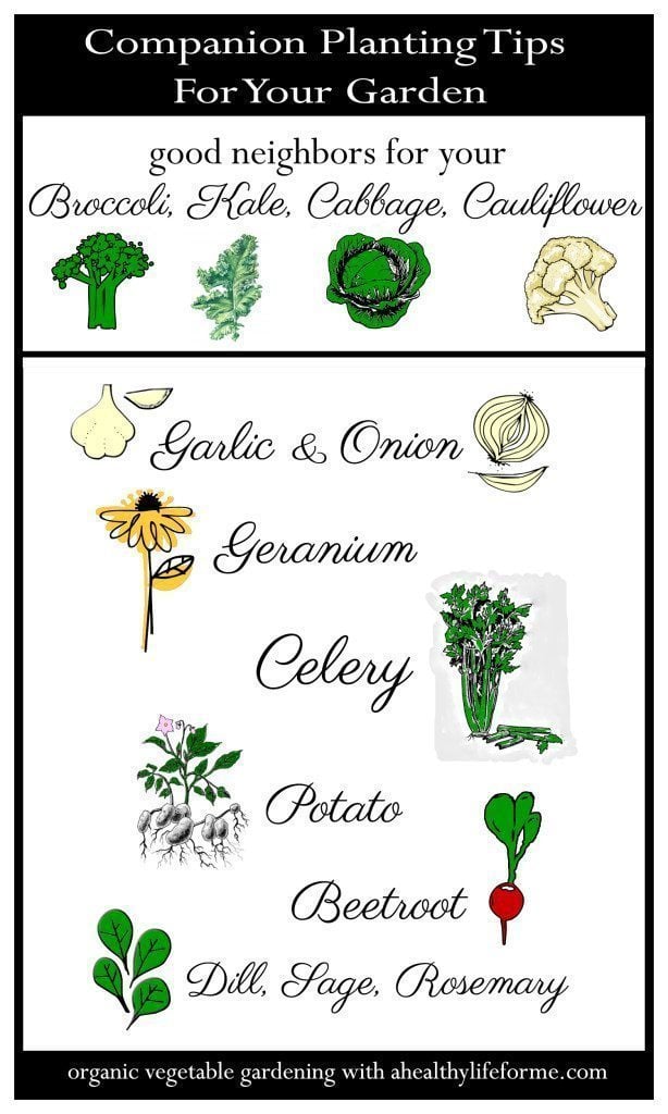 Companion Planting Tips for Cruciferous Vegetables; Broccoli Kale Cabbage Cauliflower