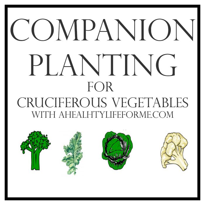 Companion Planting for Cruciferous Vegetables | ahealthylifeforme.com