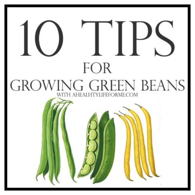 10 Tips for Growing Green Beans » A Healthy Life For Me