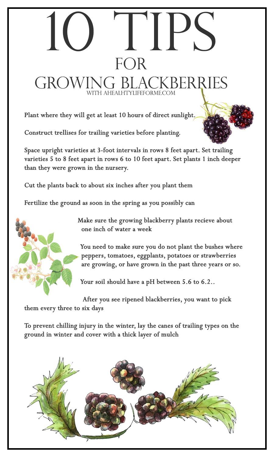 When Should You Plant Blackberries This Season?