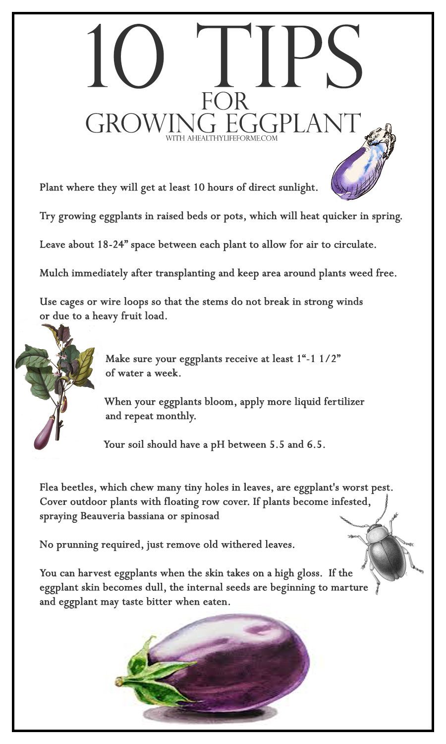 10 Tips for growing eggplants