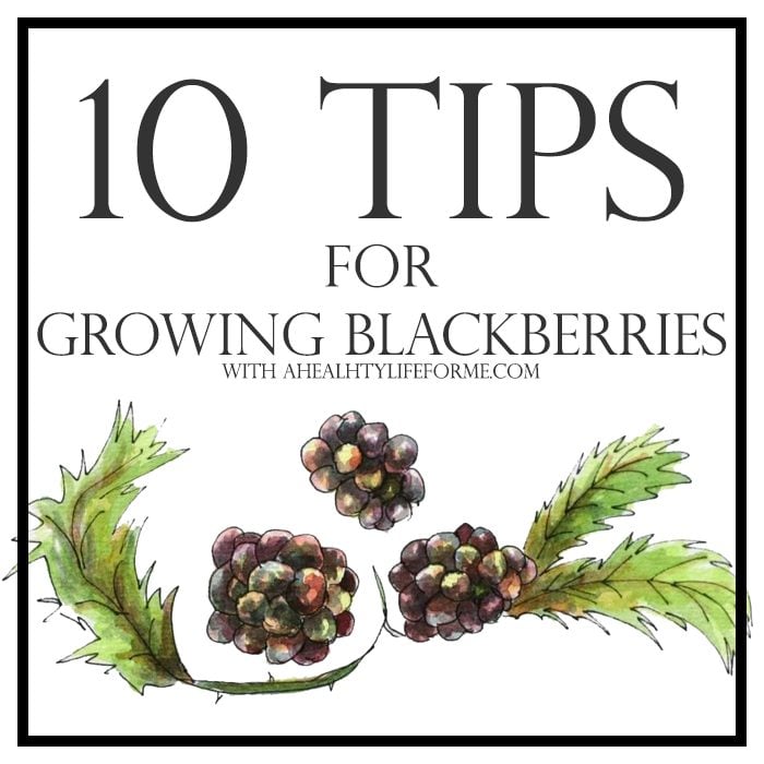 10 Tips for Growing Blackberries | ahealthylifeforme.com