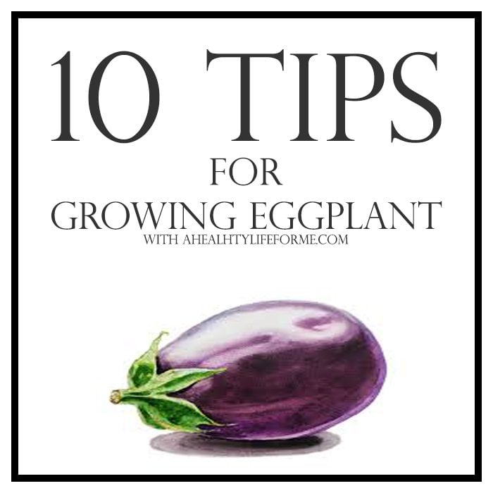 10 Tips for Growing Eggplant | ahealthylifeforme.com