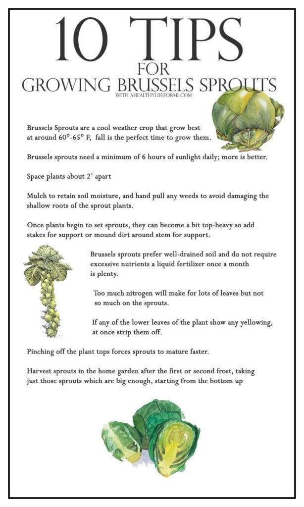 10 Tips for growing brussels sprouts | ahealthylifeforme.com