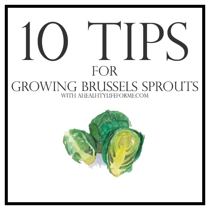 10 tips for growing brussels sprouts | ahealthylifeforme.com